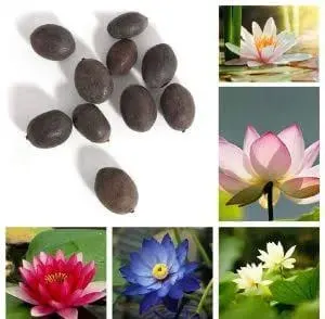 Bowl Lotus Seeds