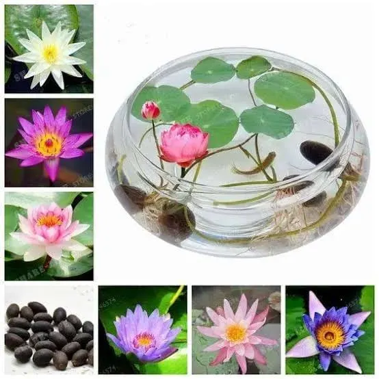Bowl Lotus Seeds